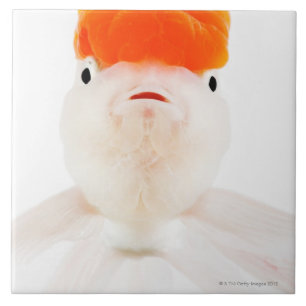 Redcaplionheadguldfisk (Carassiusauratusen) Kakelplatta