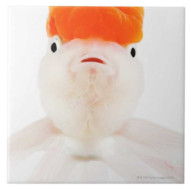 Redcaplionheadguldfisk (Carassiusauratusen) Kakelplatta (Framsidan)