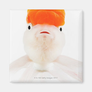 Redcaplionheadguldfisk (Carassiusauratusen) Magnet