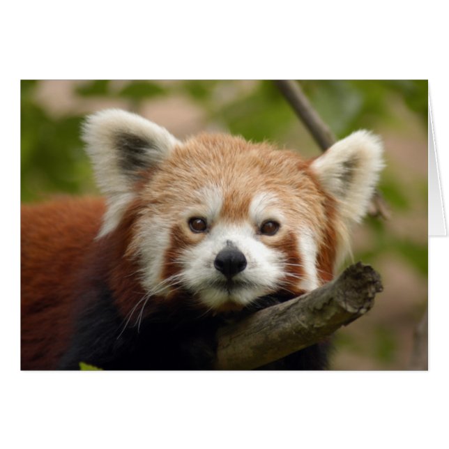 RedChinesePanda 010-kort Hälsningskort (Framsidan Horizontal)