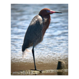 Reddiska Egret Fototryck