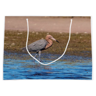 Reddiska Egret på North Beach
