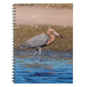 Reddiska Egret på North Beach Anteckningsbok