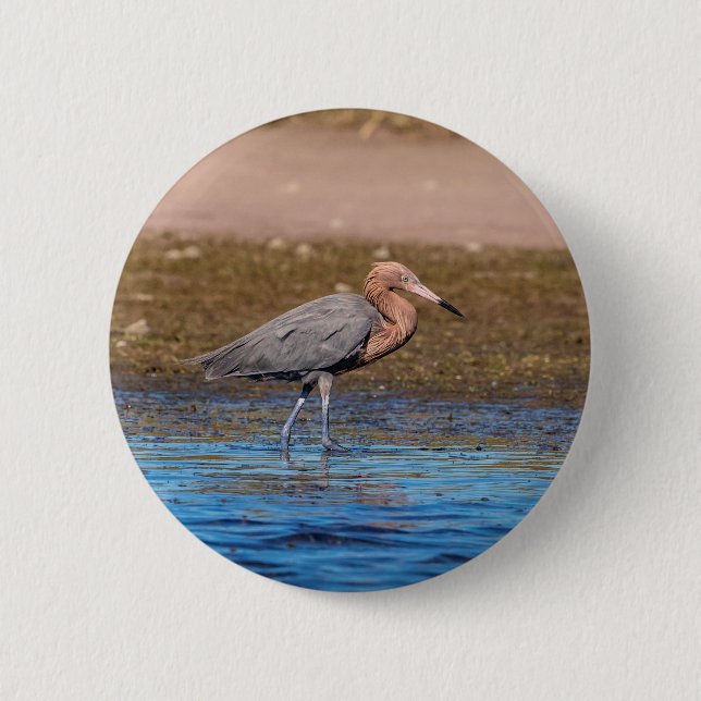 Reddiska Egret på North Beach Knapp (Framsida)