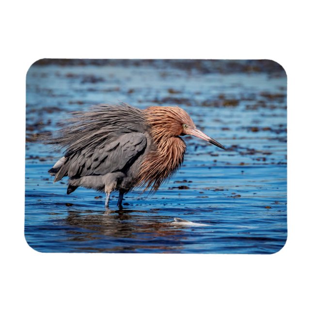 Reddiska Egret på North Beach Magnet (Horisontell)