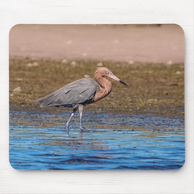 Reddiska Egret på North Beach Musmatta (Framsidan)