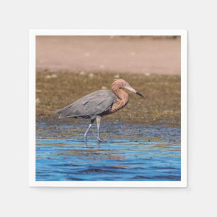 Reddiska Egret på North Beach Pappersservett