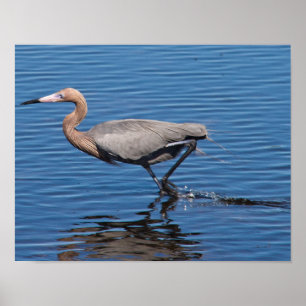 Reddiska Egret Poster