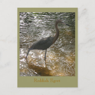 Reddiska Egret Vykort