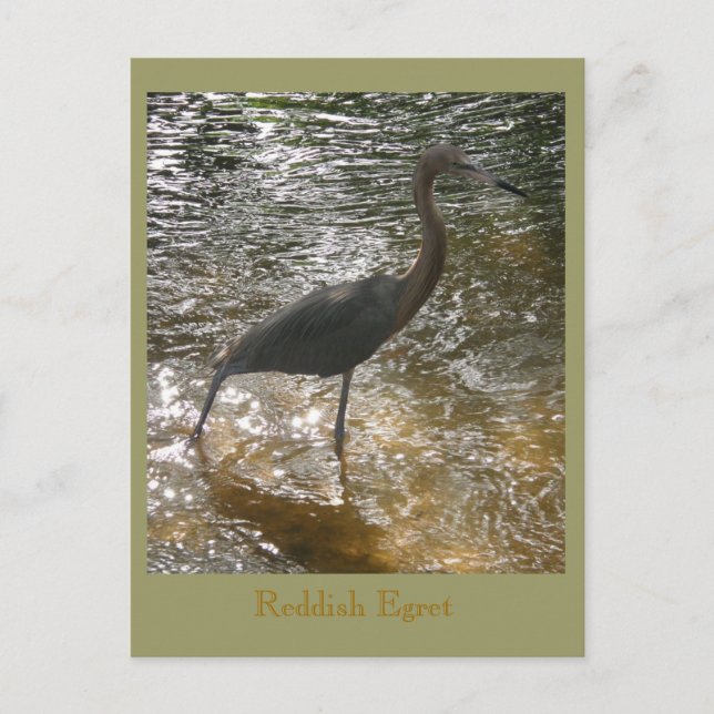 Reddiska Egret Vykort (Framsida)