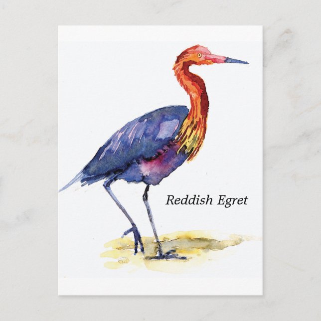 Reddiska Egret-vykort Vykort (Framsida)