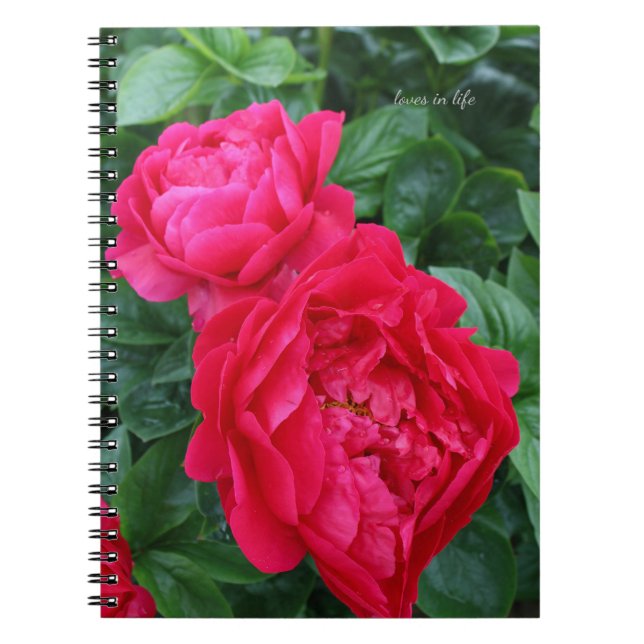 Reddiska Rosa Peony Anteckningsbok (Framsidan)
