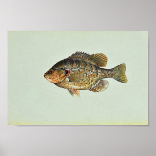 Redear klumpfisk poster