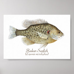 Redear klumpfiskkonst poster
