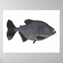 Redeye Piranha Poster