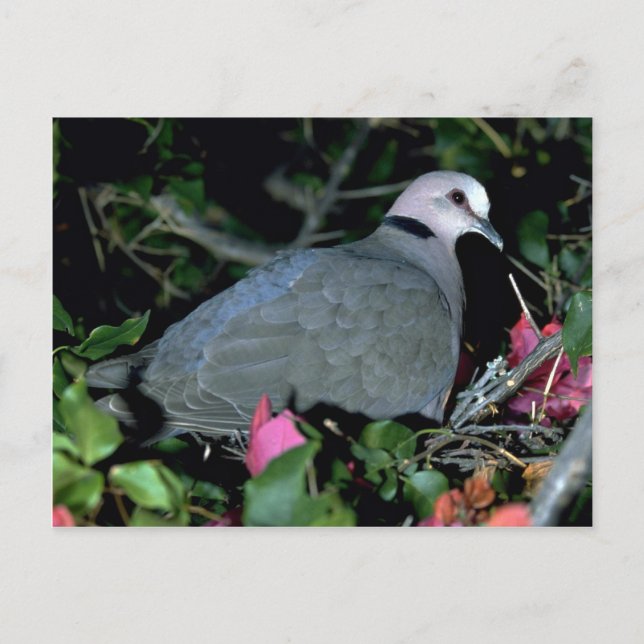 Redeye'd Dove Vykort (Framsida)