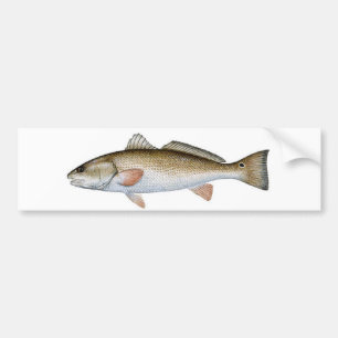 REDFISH BILDEKAL