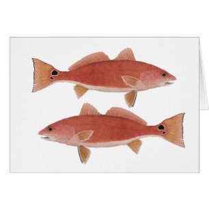 Redfish Hälsningskort