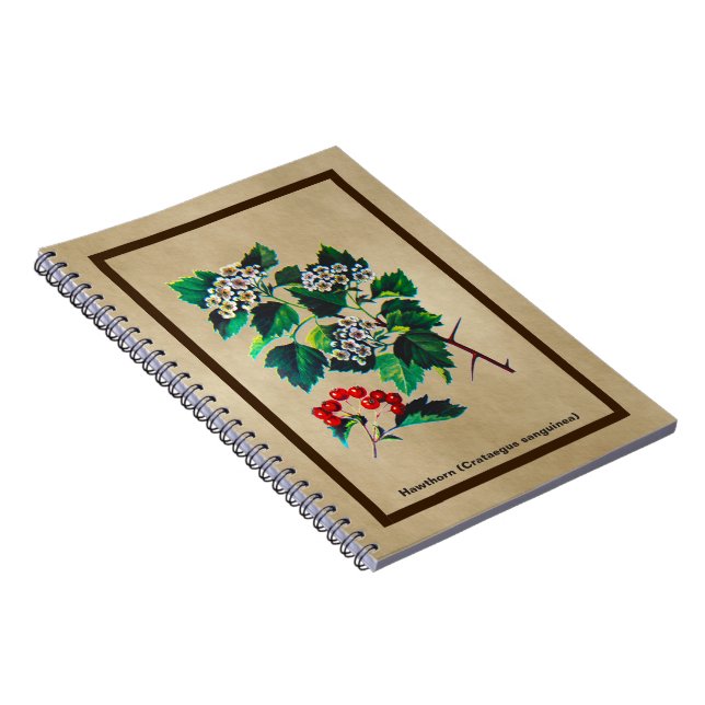 Redhaw Hawthorn på gammal Papper Anteckningsbok (Högra Sidan)