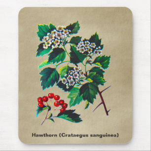 Redhaw Hawthorn på gammal Papper Musmatta