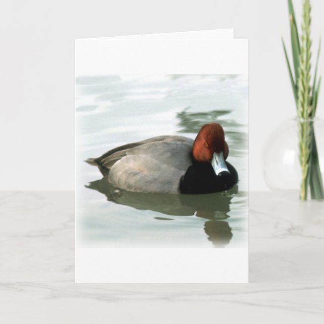 Redhead Drake (untitled) Kort (Framsida)