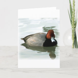 Redhead Drake (untitled) Kort