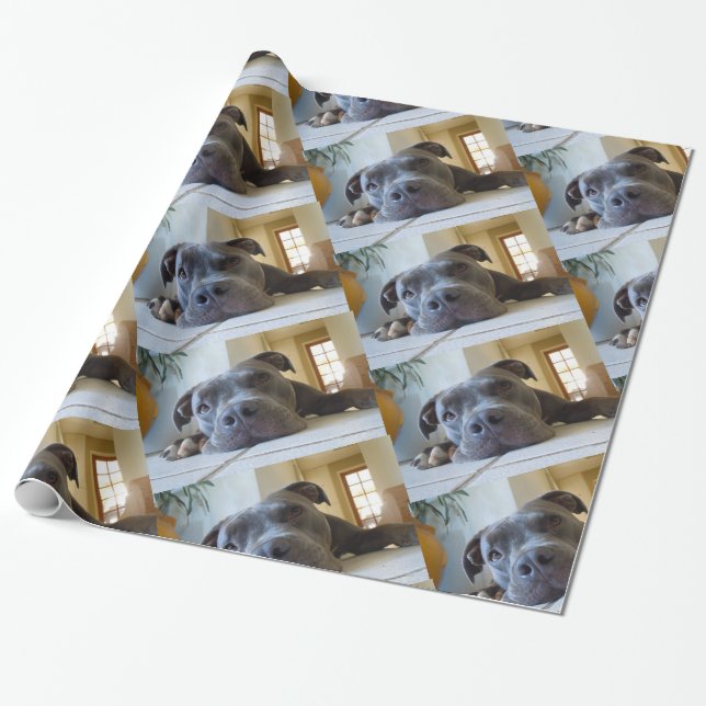 Redigerbar brun Pitbull hund Presentpapper (Utrullad)