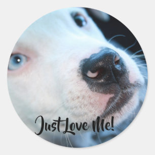 Redigerbar valp för babyPitbull vit Runt Klistermärke