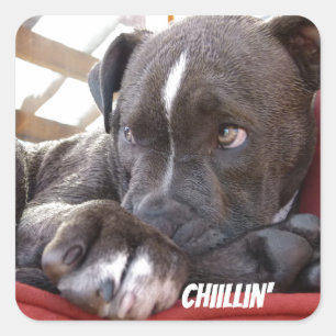 Redigerbara babyPitbull valpar Fyrkantigt Klistermärke