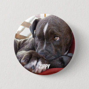 Redigerbara babyPitbull valpar Knapp