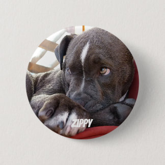 Redigerbara babyPitbull valpar Knapp
