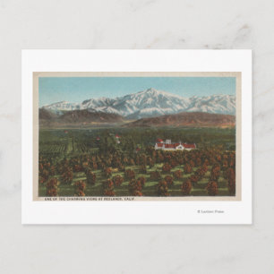 Redlands, CA - Mountain & Orchard Scene Vykort
