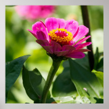 Redo att blomma