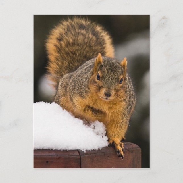 Redo för frukost vykort (Framsida)