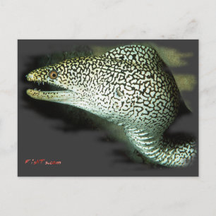 Redo-Guinie Fowl Eel Vykort