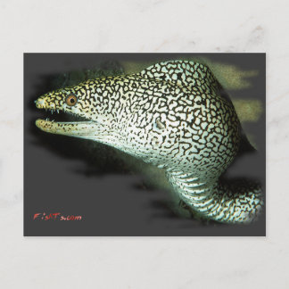 Redo-Guinie Fowl Eel Vykort