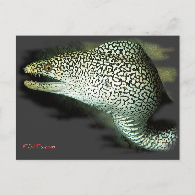 Redo-Guinie Fowl Eel Vykort (Framsida)