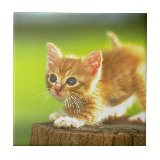 Redo som Pounce kattungen Kakelplatta (Framsidan)