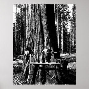 REDO TILL ATT DROPA EN GIANT SEQUOIA c. 1888 Poster