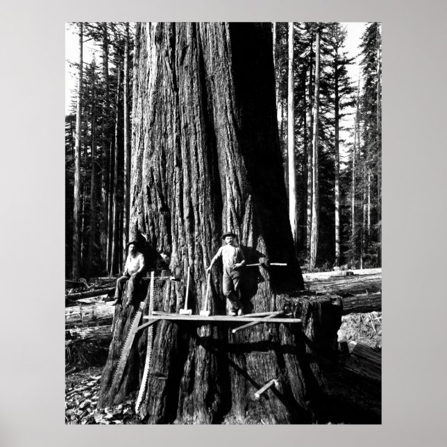 REDO TILL ATT DROPA EN GIANT SEQUOIA c. 1888 Poster (Framsidan)