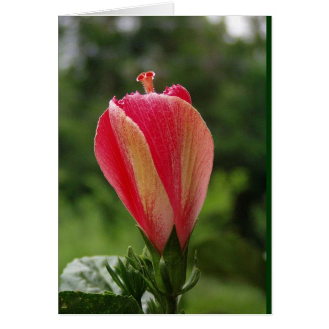 redo till blomning hälsningskort (Framsidan)