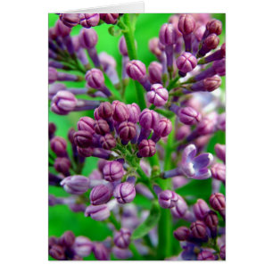 Redo till Bloom Hälsningskort
