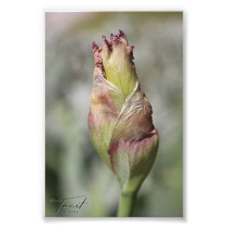 Redo till Bloom - Lila Iris Photo Print Fototryck