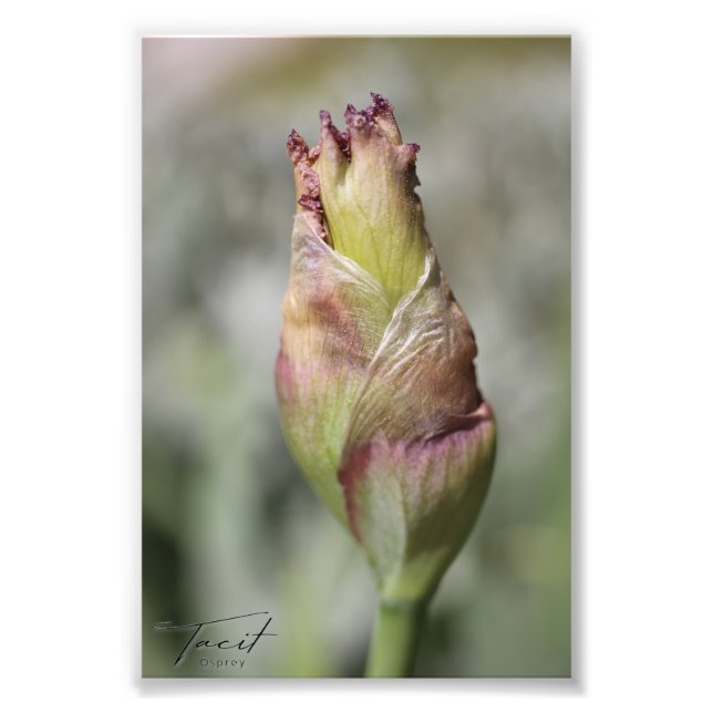 Redo till Bloom - Lila Iris Photo Print Fototryck (Framsidan)