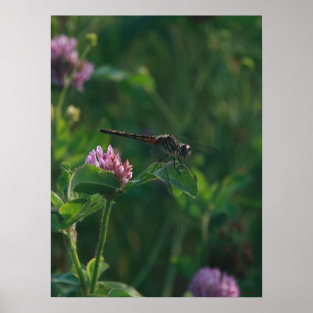 Redo till Flygplan - Dragonfly Poster (Framsidan)