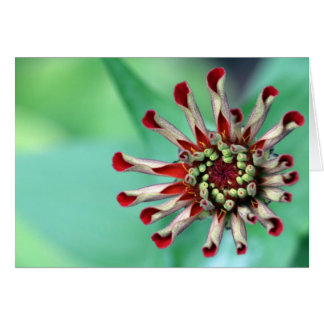 Redo till Unfurl! Hälsningskort