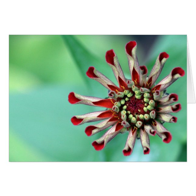 Redo till Unfurl! Hälsningskort (Framsidan Horizontal)