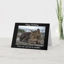 redot tabby katt kort