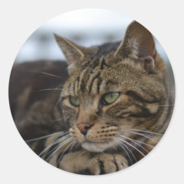 redot tabby katt runt klistermärke