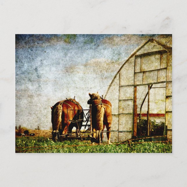 Redot Två hästar för arbete Vykort (Framsida)